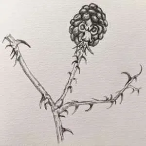 Read more about the article The Blackberry Monster.